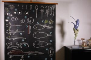 Imprenta Anfibios Gráficos