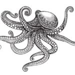 PULPO GRAFIC